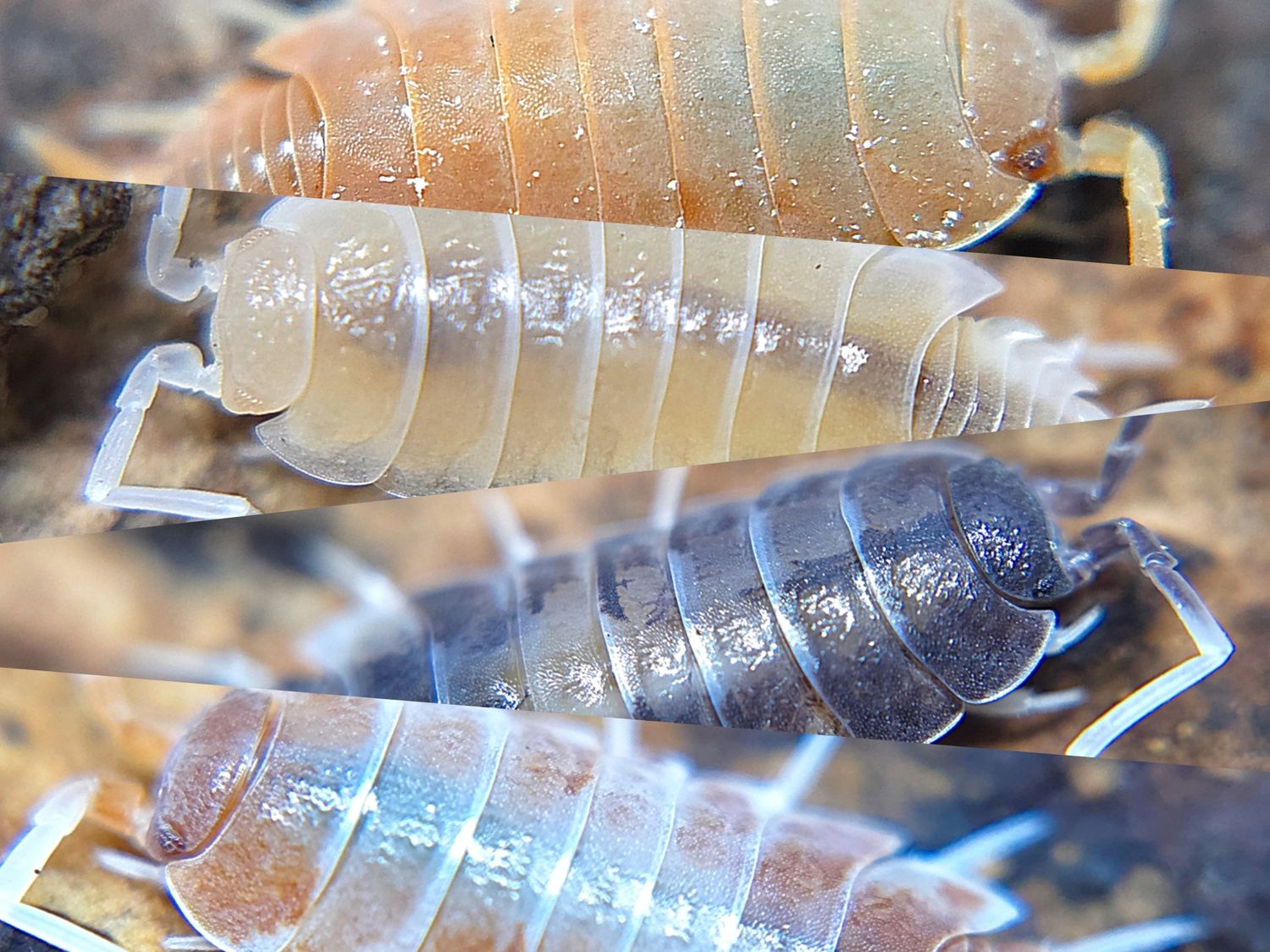 P. pruinosus "Lottery Mix"