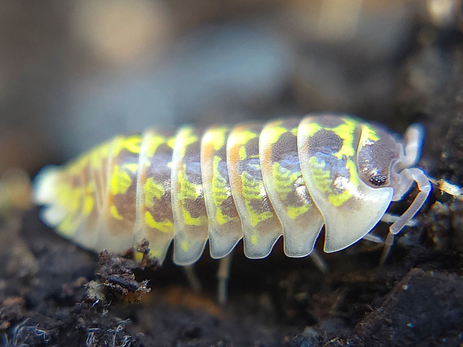 A. versicolor &quot;Slovenia&quot;