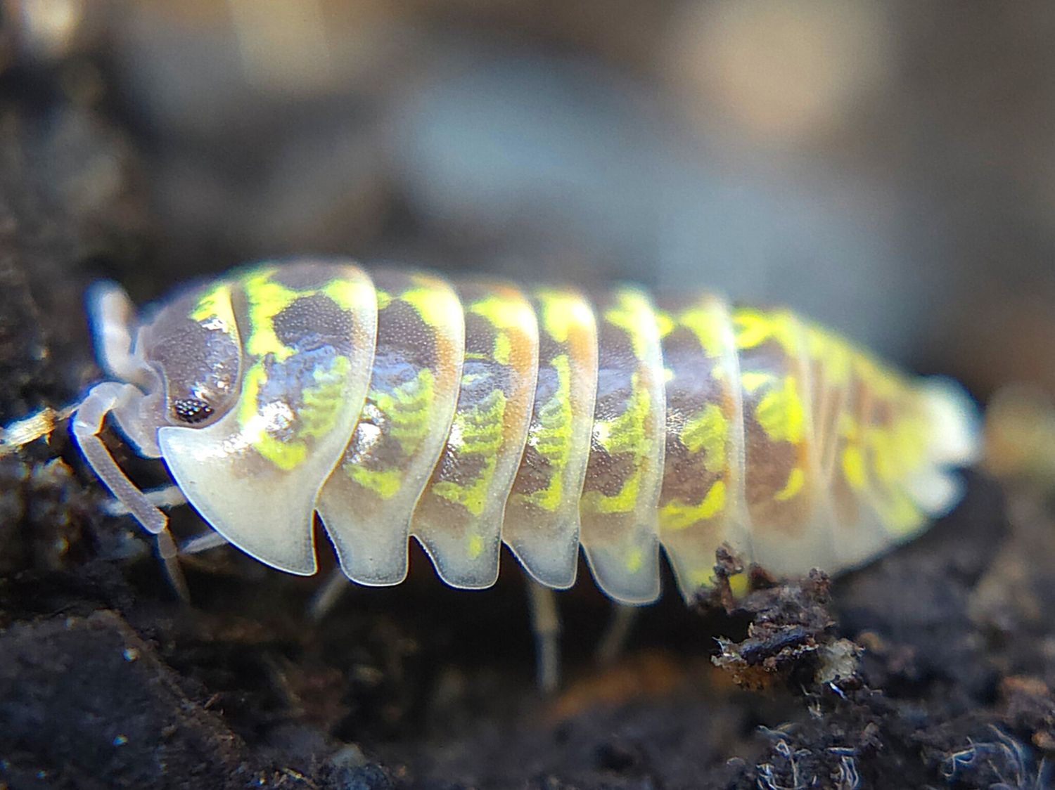 A. versicolor "Slovenia"