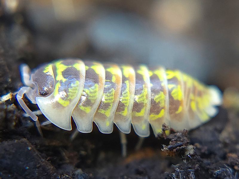 A. versicolor "Slovenia"