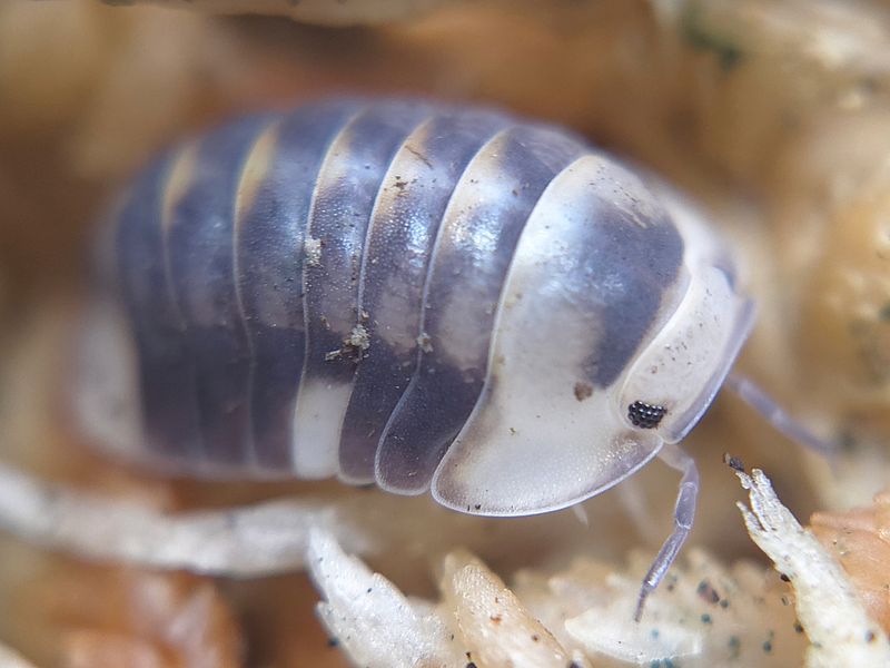 C. sp. &quot;White Ducky&quot;