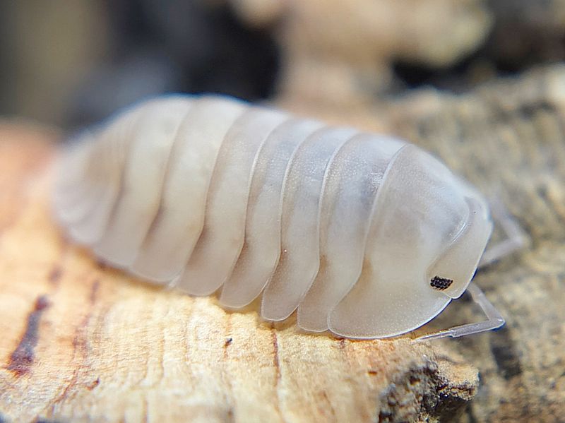 C. sp. &quot;White Pigeon&quot;