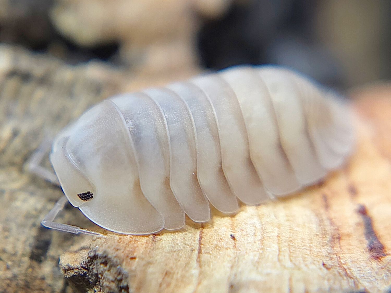 C. sp. "White Pigeon"