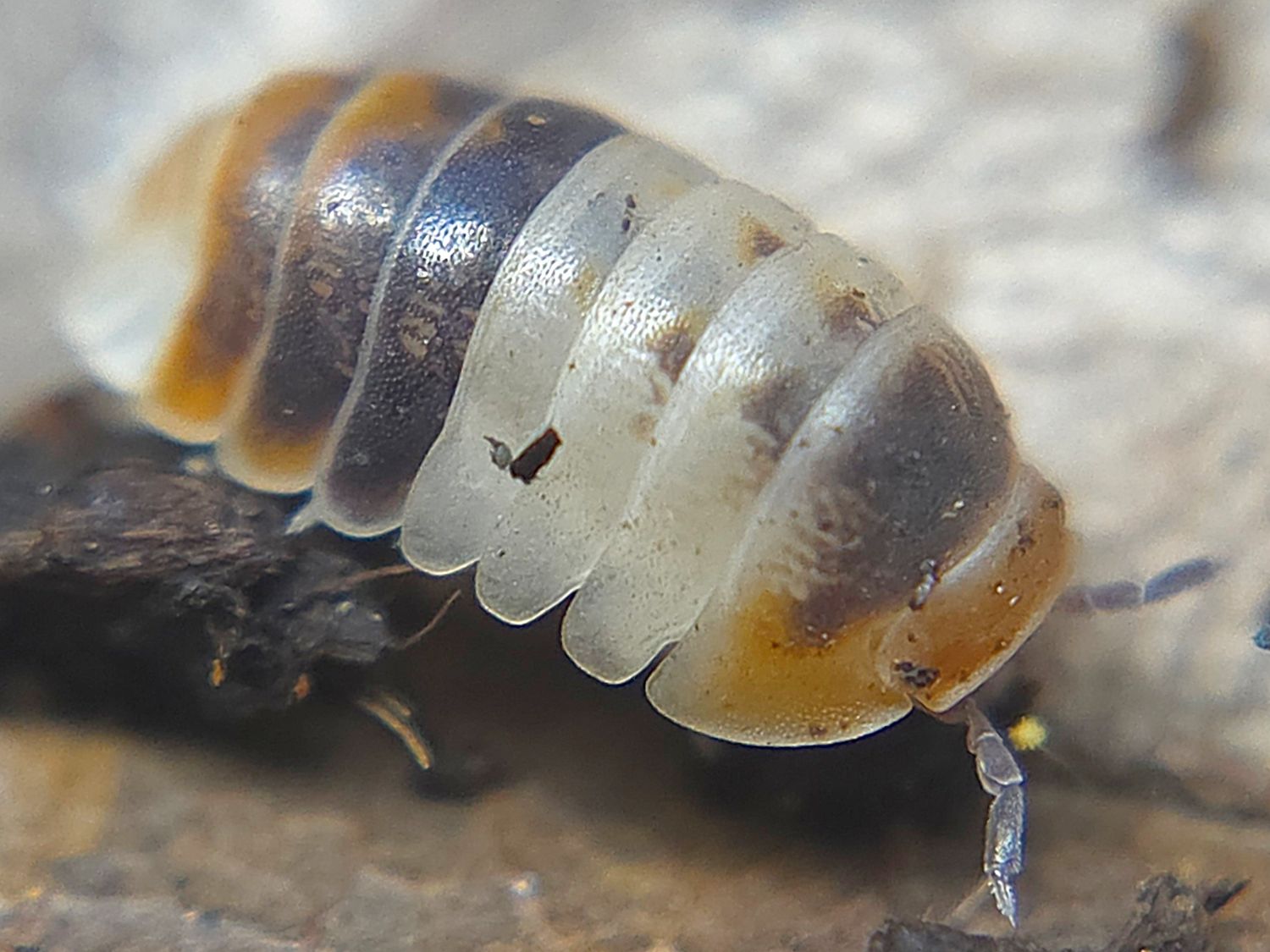 C. sp. &quot;White Shark&quot;