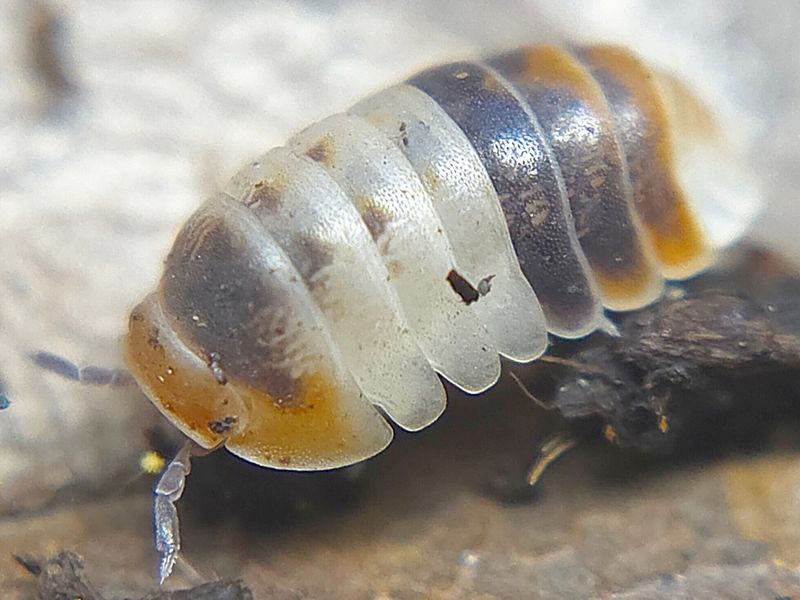 C. sp. "White Shark"