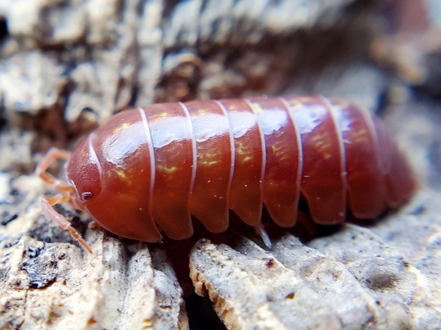 A. vulgare &quot;Orange Vigor&quot;