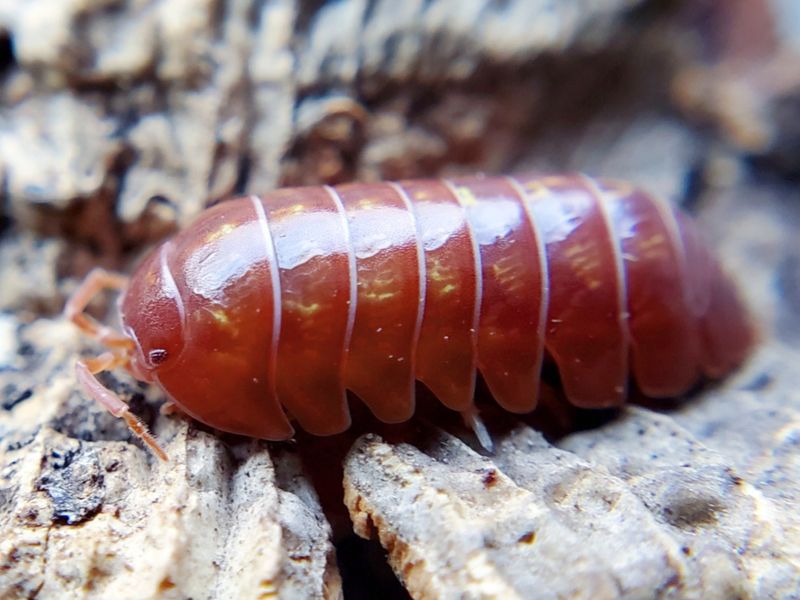 A. vulgare &quot;Orange Vigor&quot;