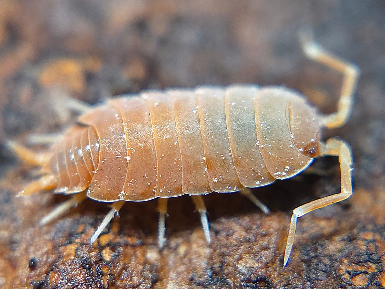 P. pruinosus "Powder Orange"