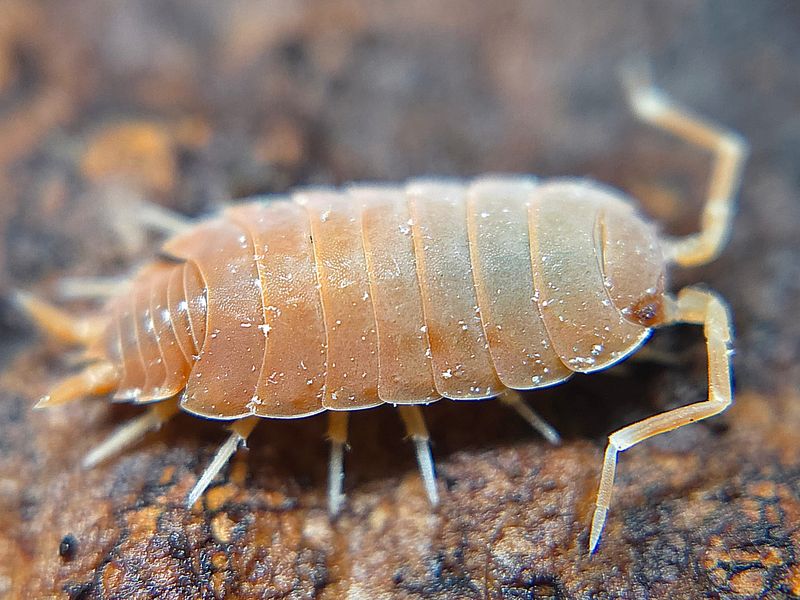 P. pruinosus &quot;Powder Orange&quot;