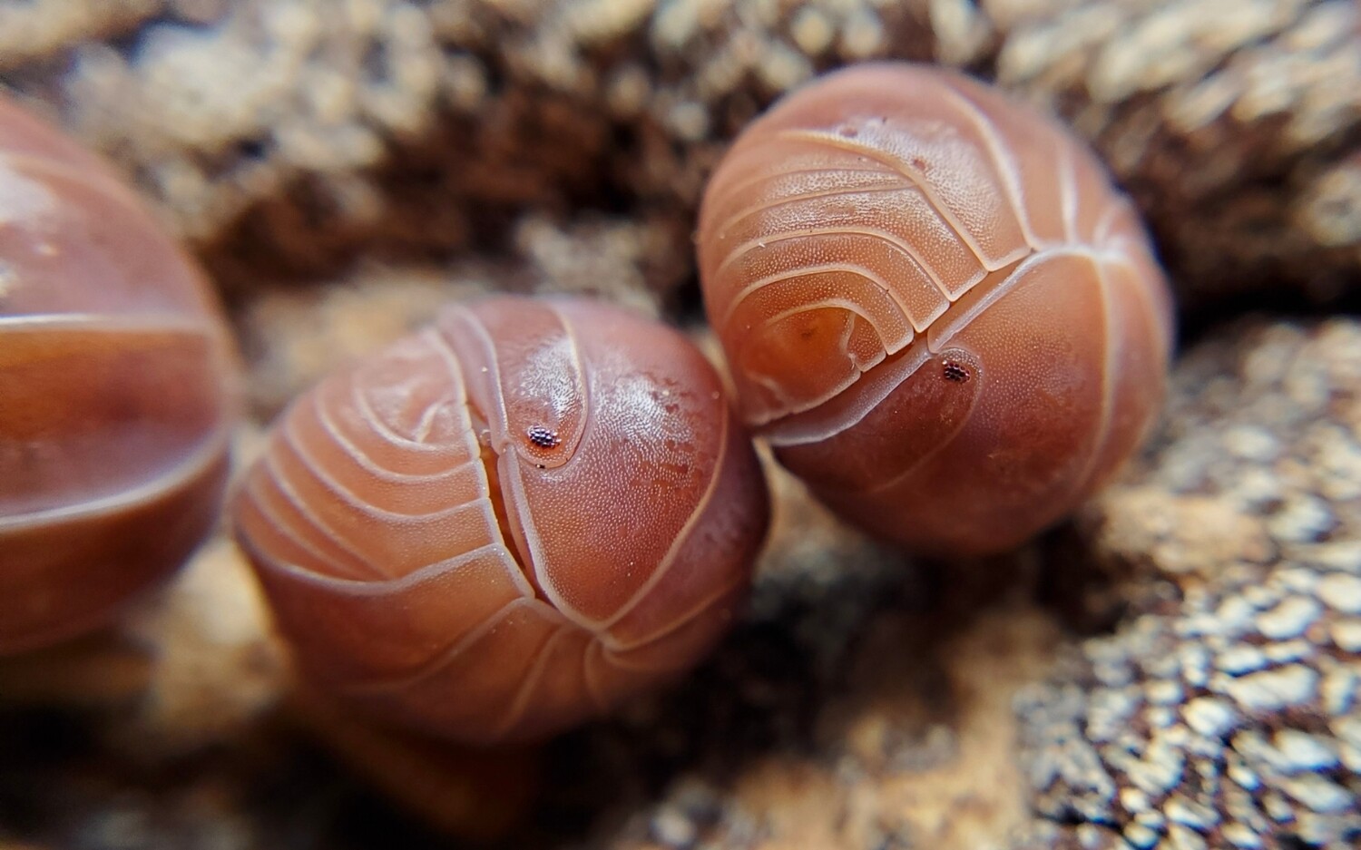A. officinalis "Orange Crush"