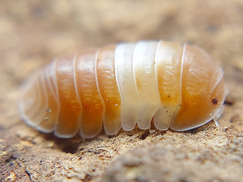 C. sp. &quot;Panda King - Red&quot;