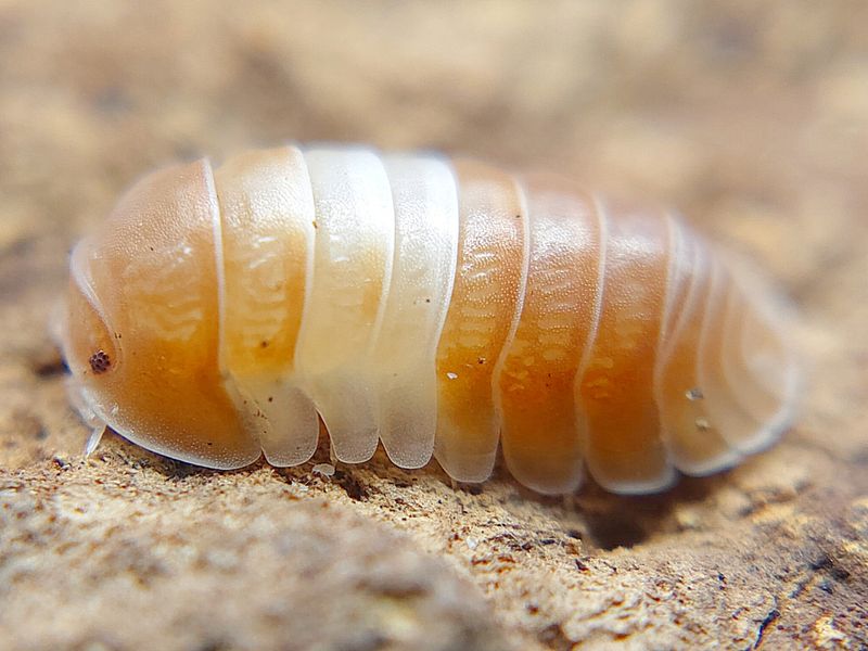 C. sp. "Panda King - Red"