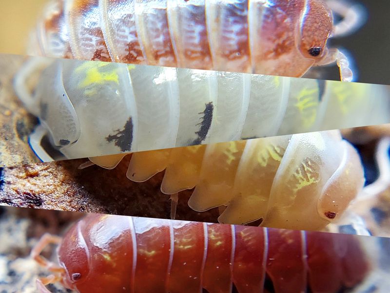 A. vulgare "Lottery Mix"