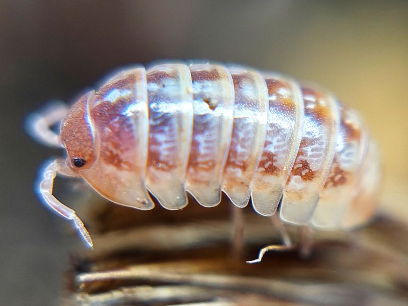 A. vulgare "Punta Cana"