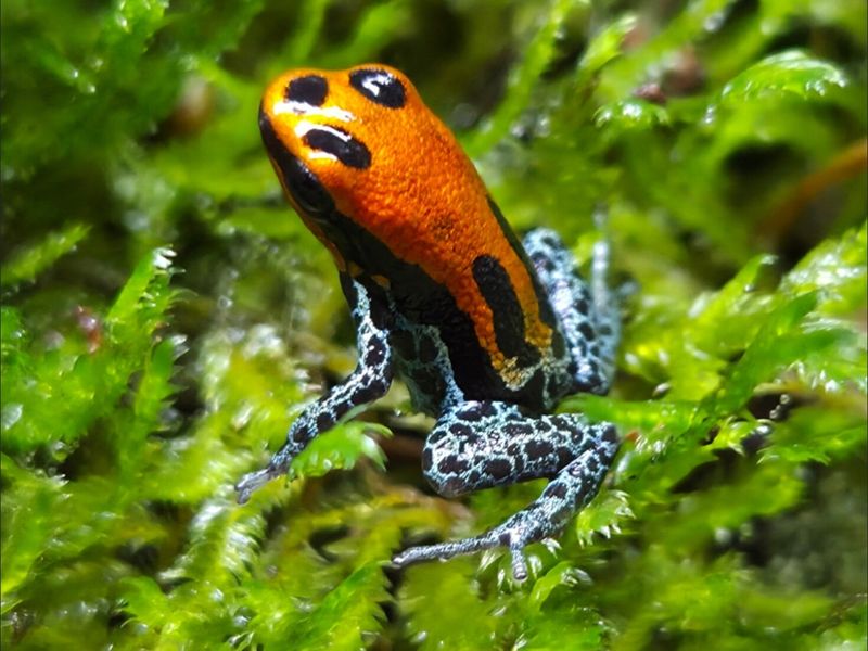 Ranitomeya reticulata "Red Face"