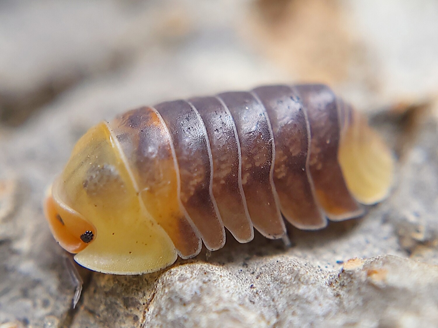 C. sp. "Rubber Ducky"