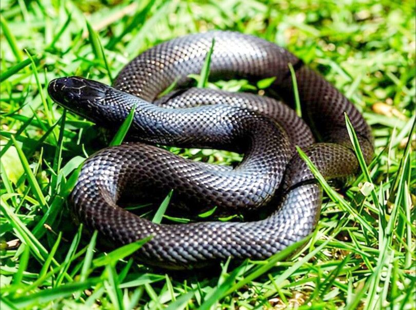 Lampropeltis getula nigrita