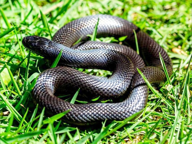 Lampropeltis getula nigrita