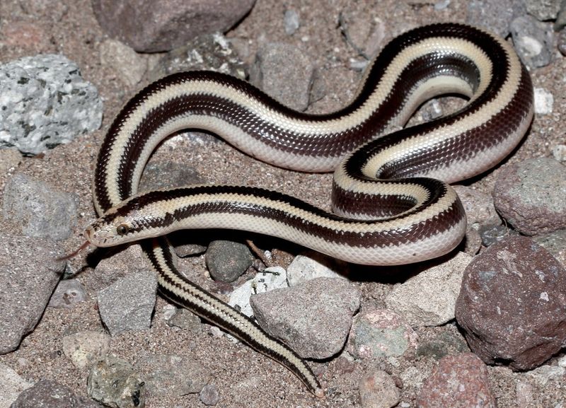 Lichanura trivirgata
