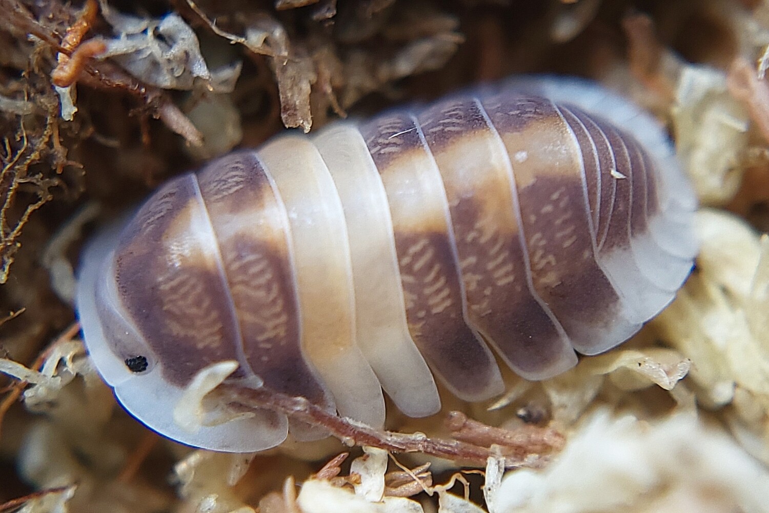 C. sp. "Cappuchino"