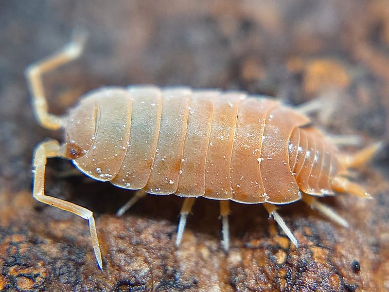 P. pruinosus "Powder Orange"