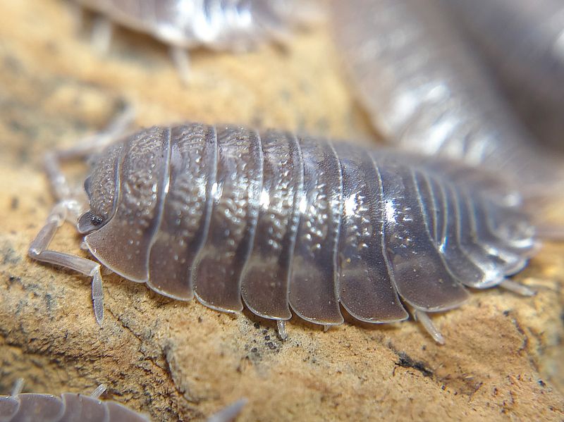 P. dilatatus "Giant Canyon"