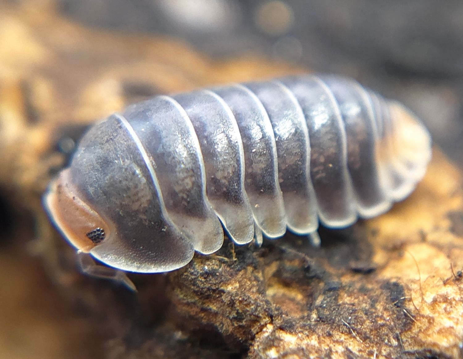 C. sp. "Pak Chong"
