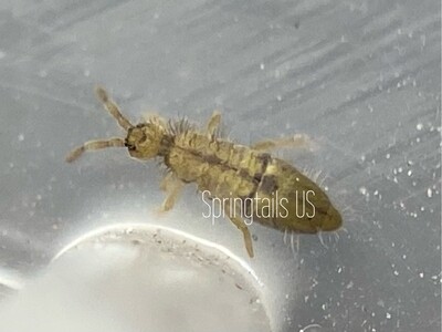Springtails US