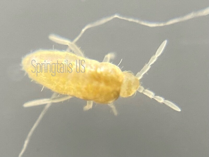 50 Runner Springtails (Pseudosinella rolfsi)