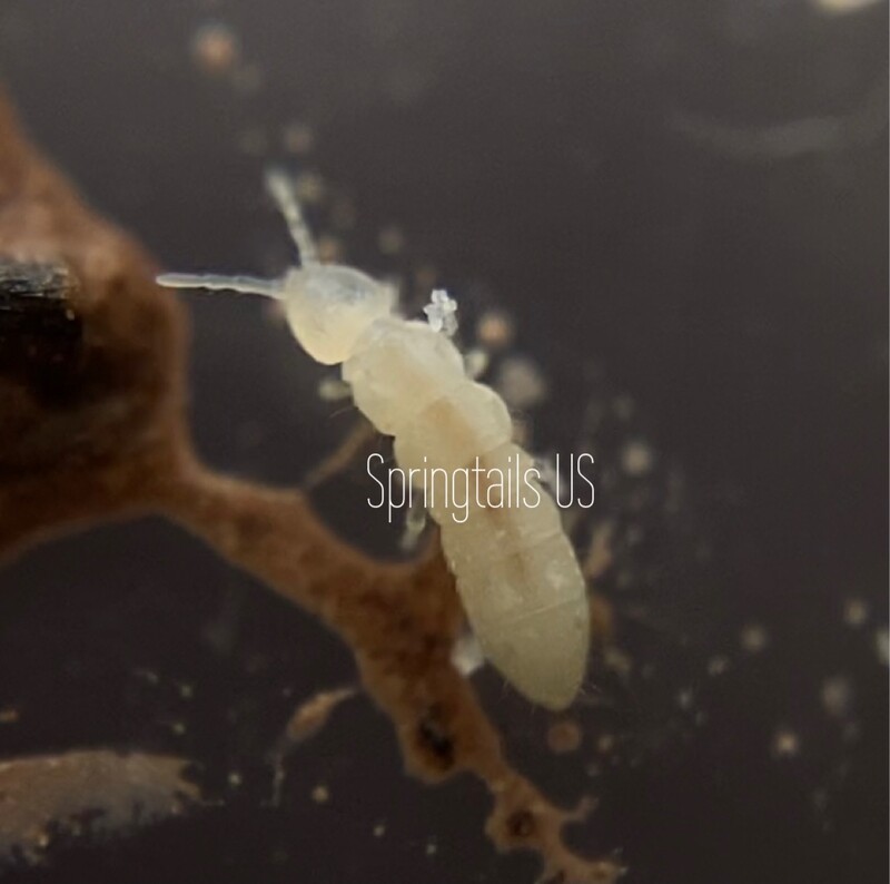 100 Common White Springtails (Folsomia Candida)