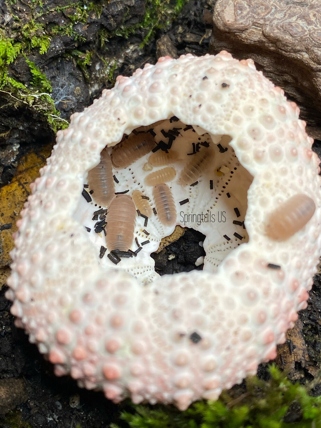 1pc Assorted Natural Urchin Shell
