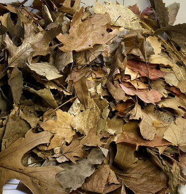 Leaf Litter
