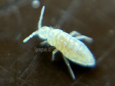 Isopod/Millipede Cleanup Crew