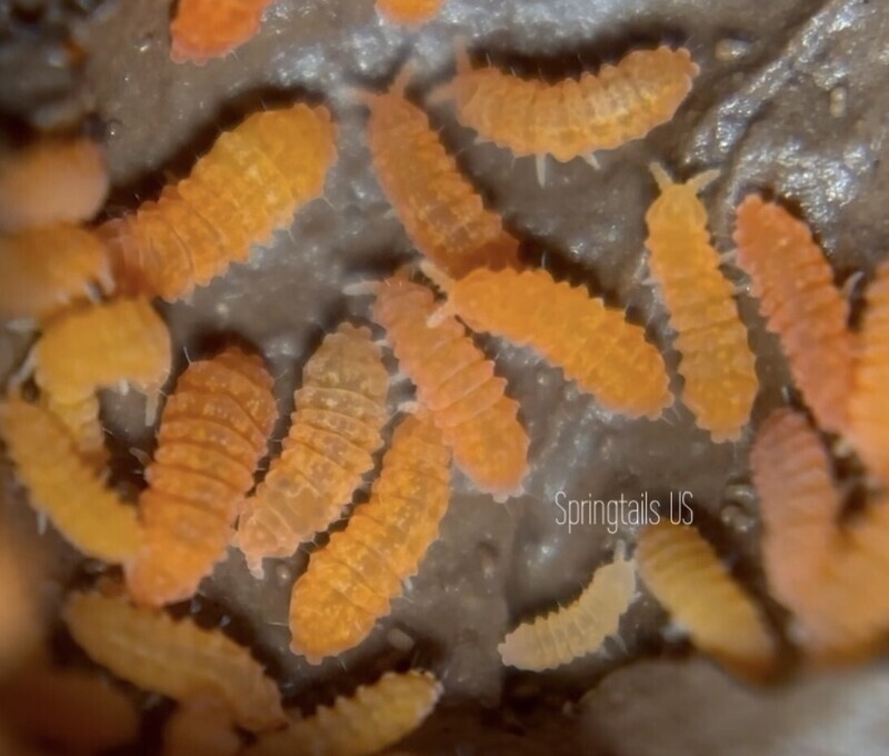 20 Florida Orange Springtails (Neanura growae)