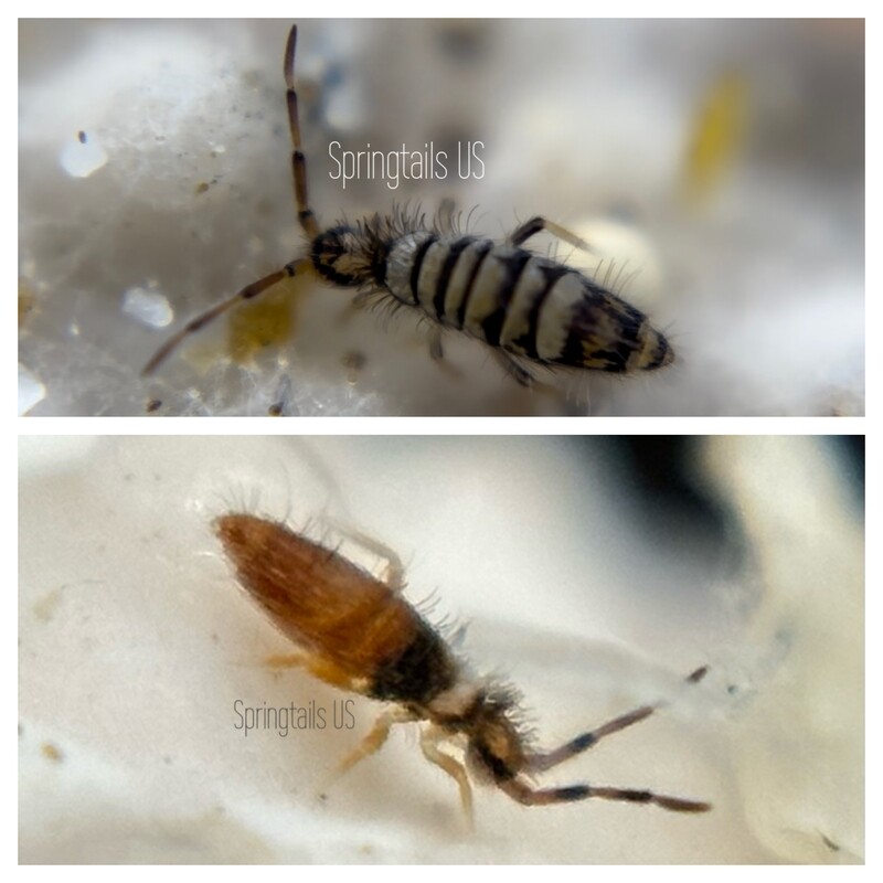 30 Dimorphic Springtails (Entomobrya atrocincta)
