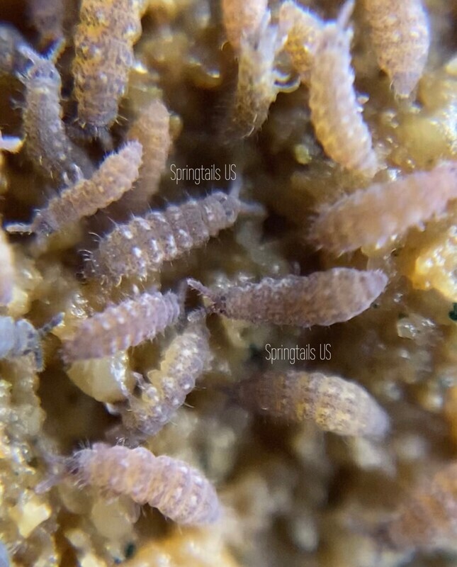 50 Lilac Springtails (Ceratophysella isabellae)