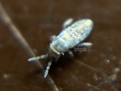 TruBlu Supply 300+ Live Large Springtails Colony + 15ct Dwarf White Isopods  (T. Tomentosa) Bio Active - 16oz