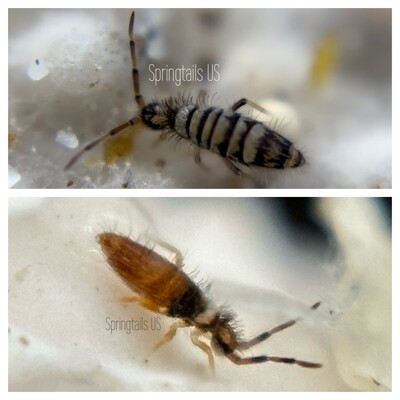 Arid Springtails