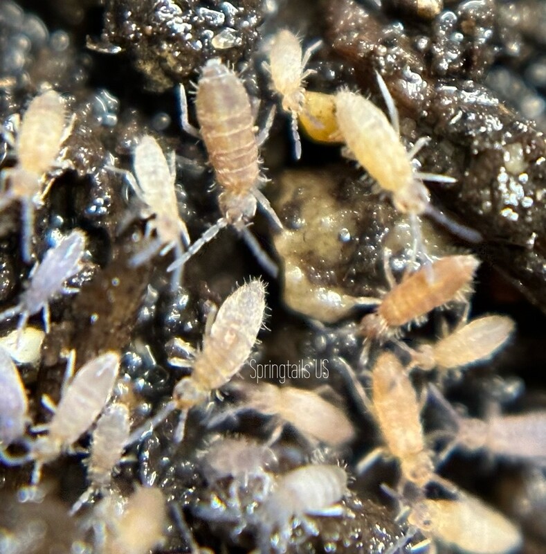 Springtails for Sale