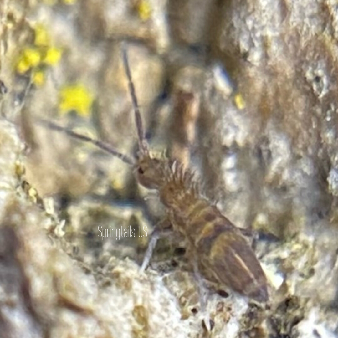 50 Wood Runner Springtails (Entomobrya sp)