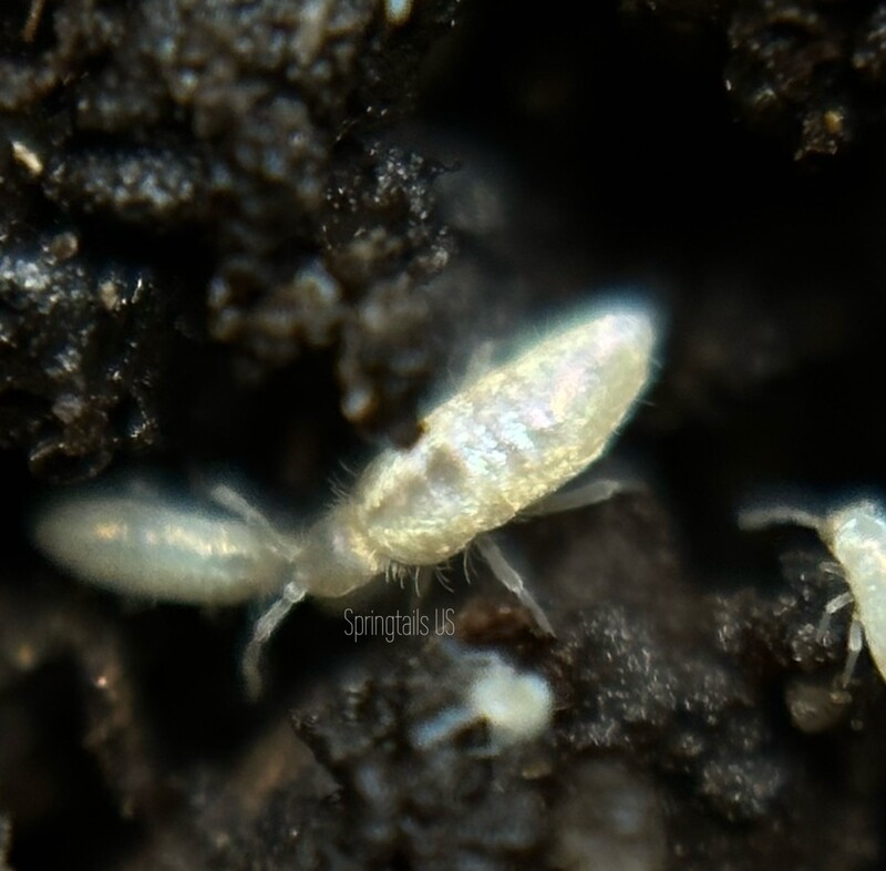 100 Bylas Ant Springtails (Pseudosinella violenta)