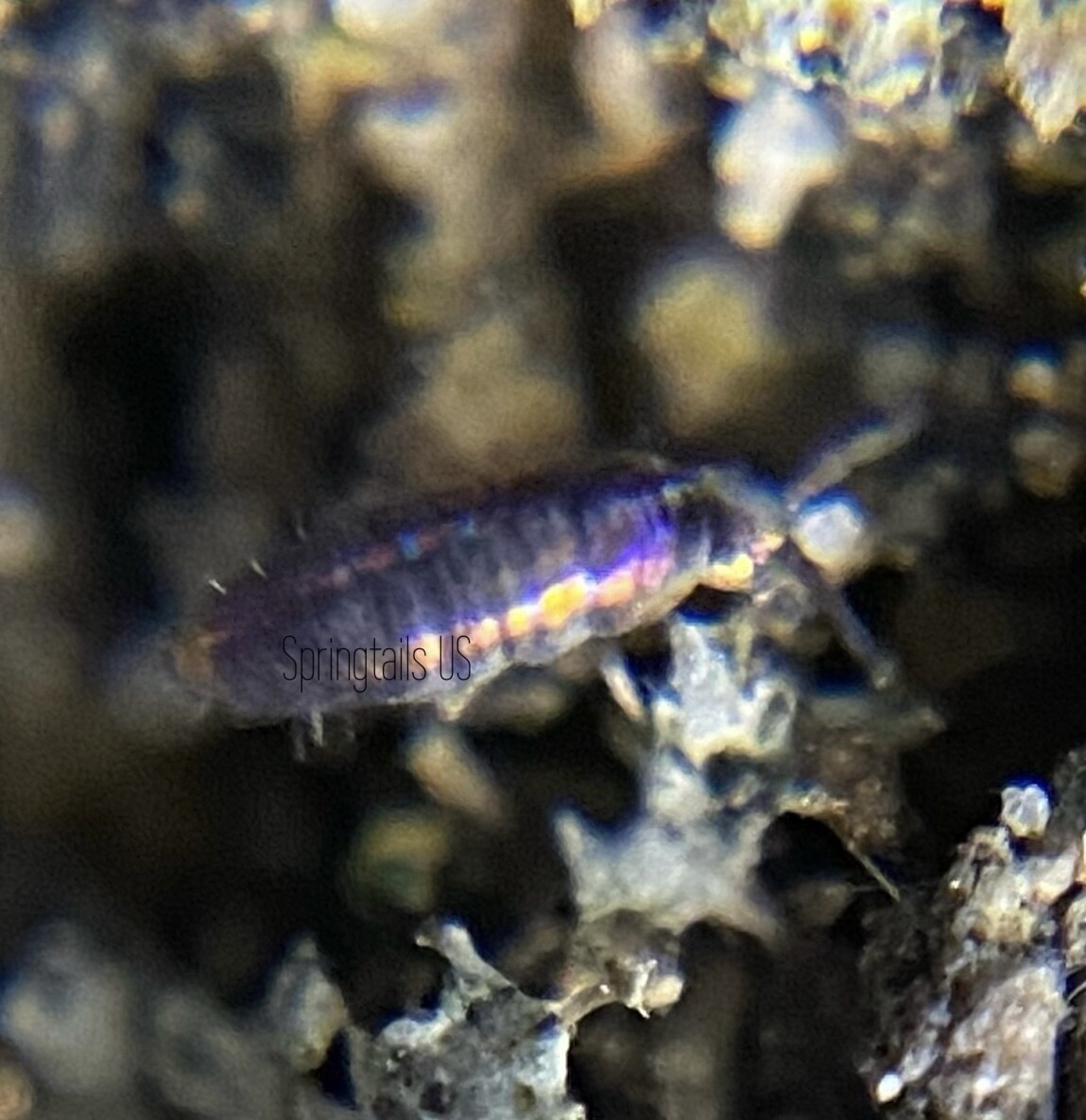 30 Blacklight Springtails (Lepidocyrtus violaceus)