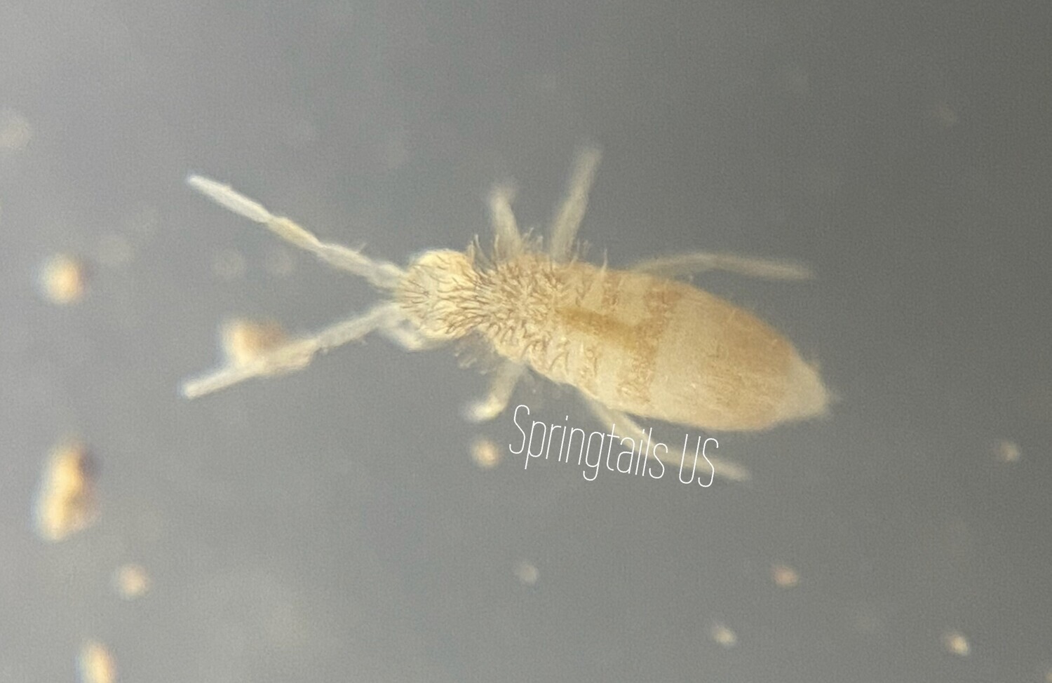 100 Tropical Pink Springtails (Coecobrya sp.)