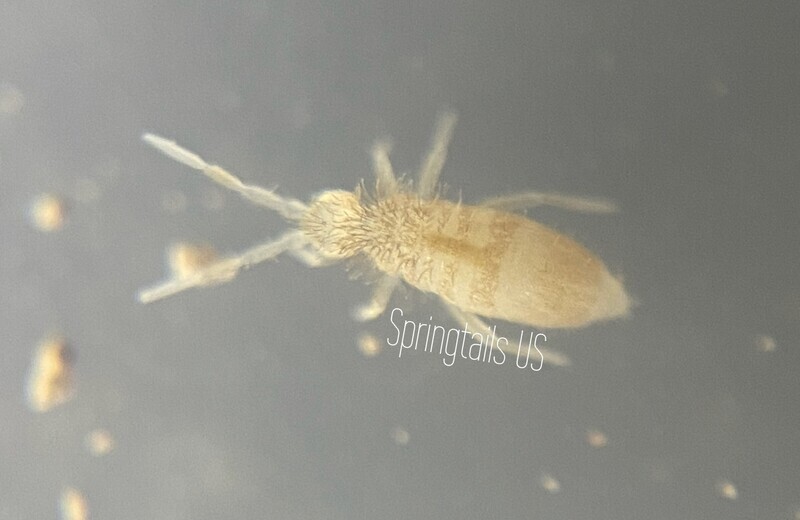 Springtails For Sale Live Arrival Guarantee