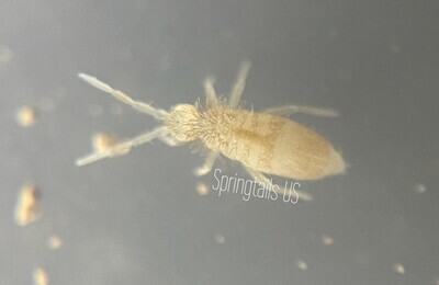 Buy Springtails - Colony Online at £4.69