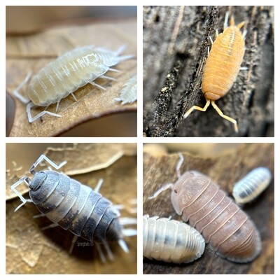 Isopods