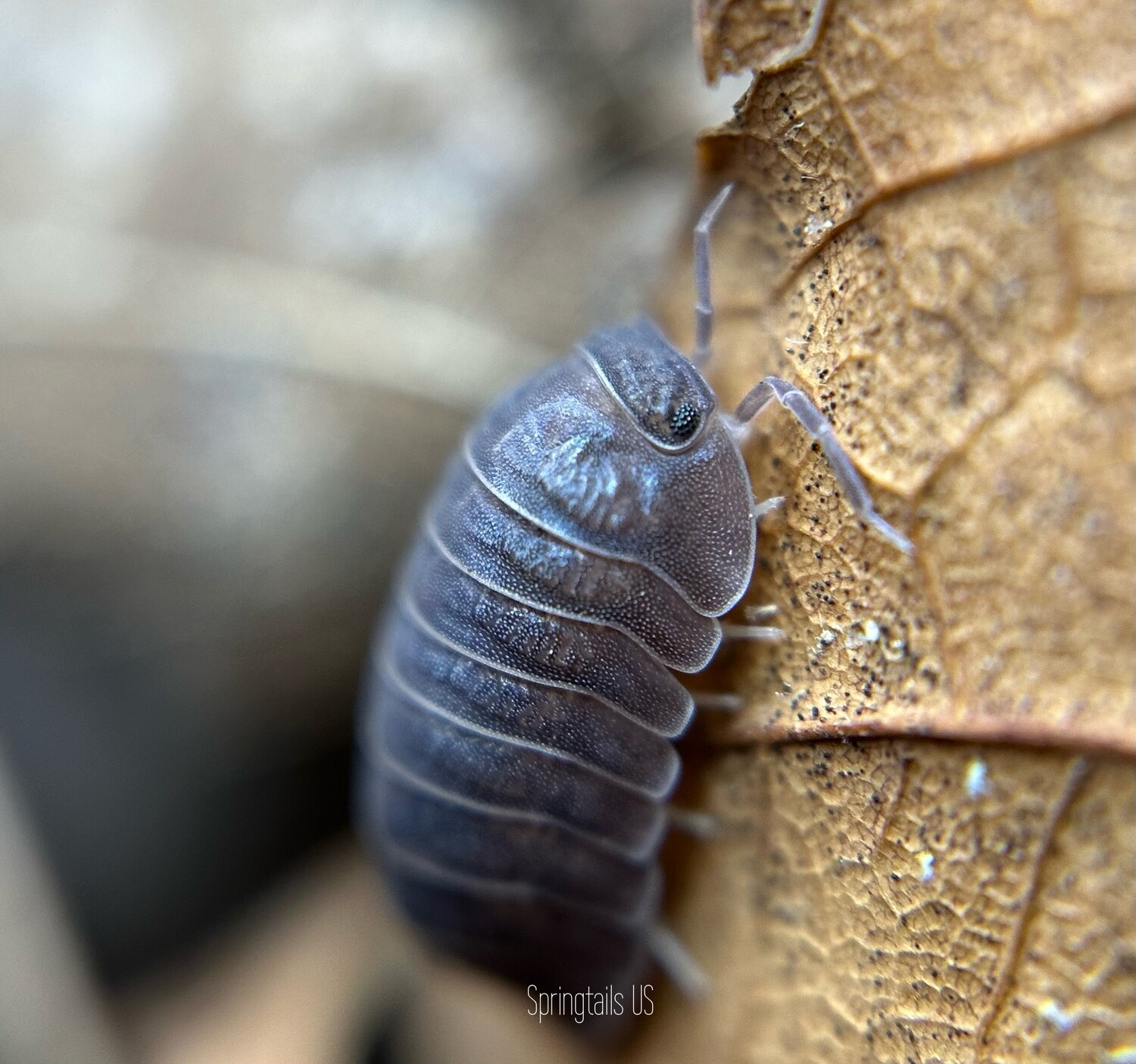 10ct Little Sea Isopods (Cubaris Murina)