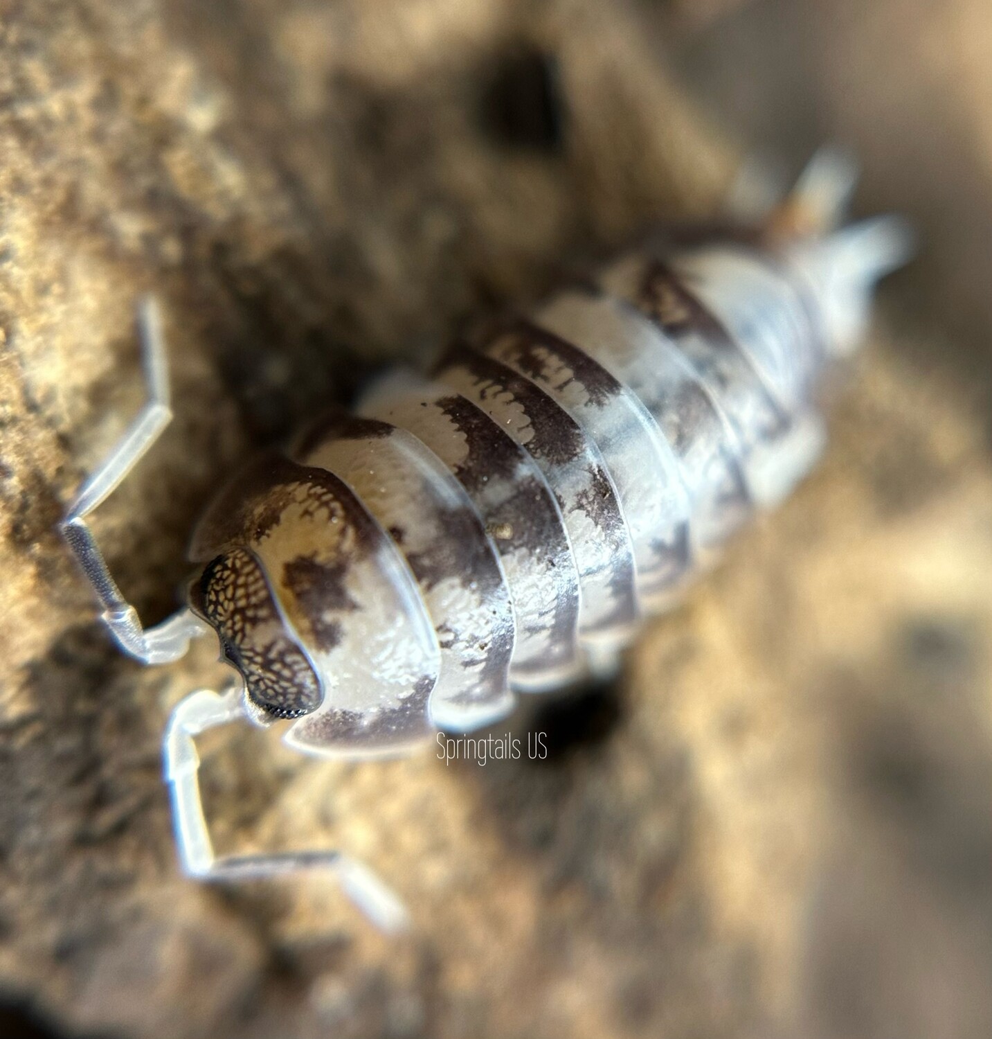 10ct “Ukraine Pied” Curly Woodlouse (Cylisticus convexus)