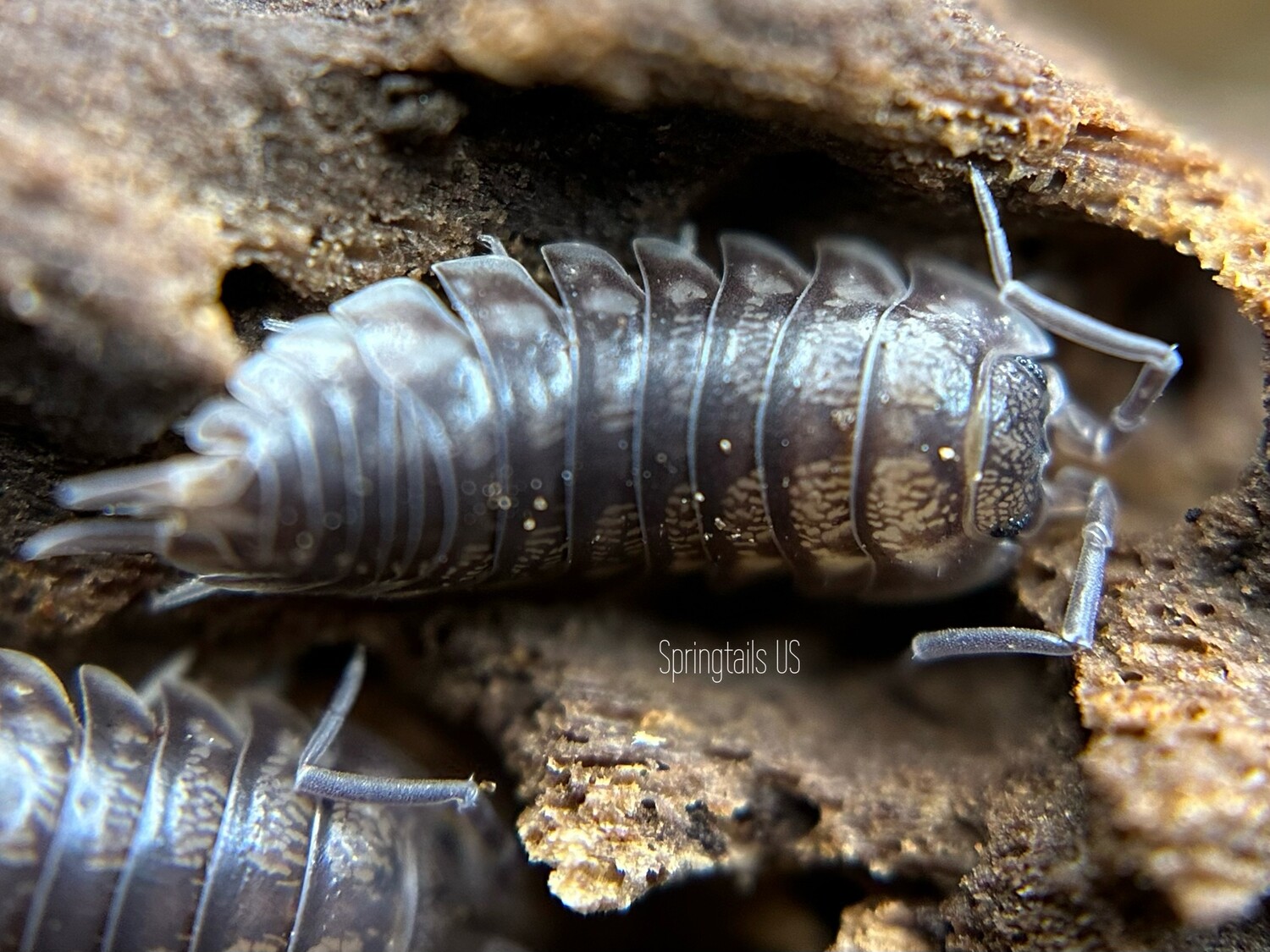 10ct Curly Woodlouse (Cylisticus convexus) Oglesby, Illinois Locale