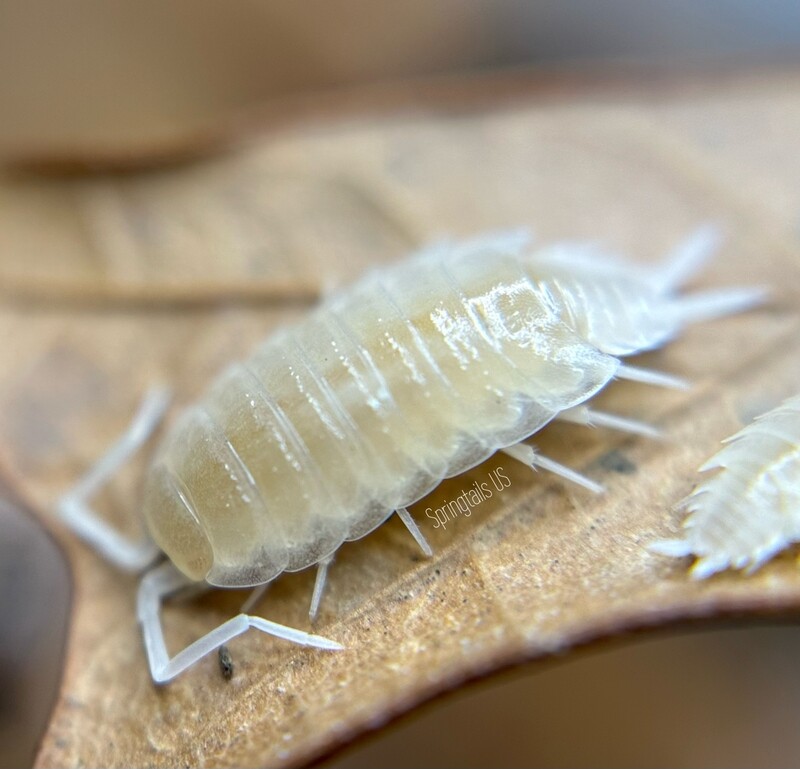 10ct Porcellionides pruinosus &quot;Whiteout&quot;